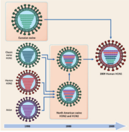 <p>reassortment between human, avian, and swine flu viruses</p>