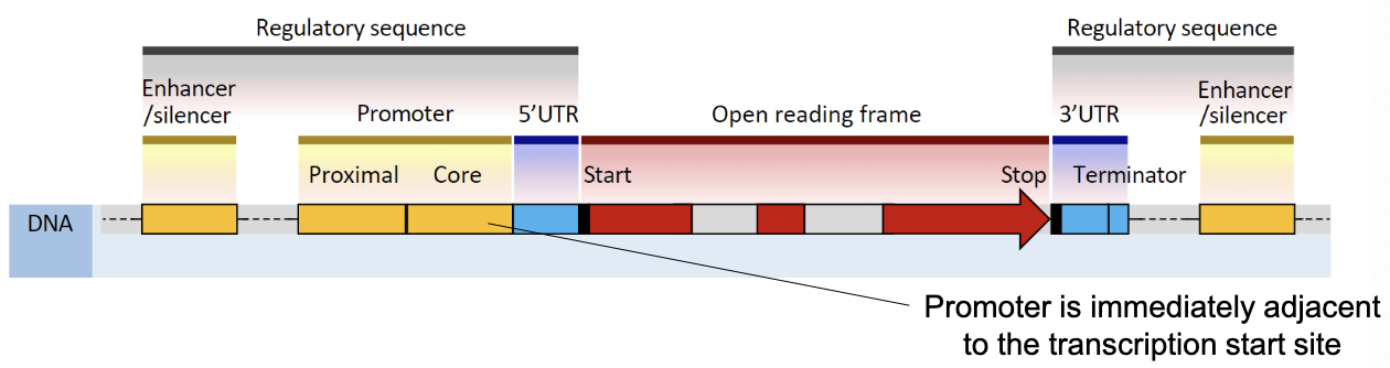 <ul><li><p>Typically considered more important</p></li><li><p>Proximal Elements→ Promoter (necessary for transcription, most important part of regulatory sequences, immediately adjacent to transcription start site)</p></li><li><p>Distal Elements→ Enhancers, Silencers</p></li></ul><p></p>