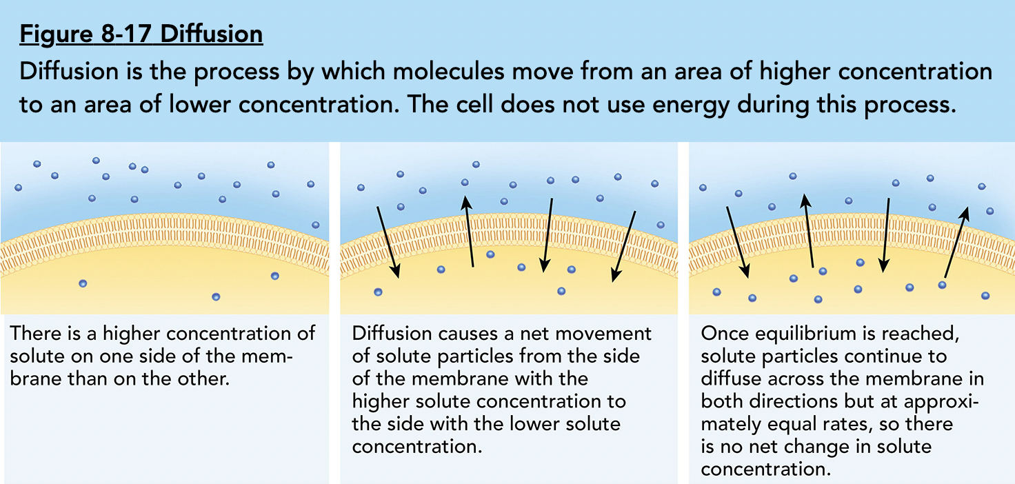 Concentration gradient: describes when there is a difference in concentration across a cell membrane