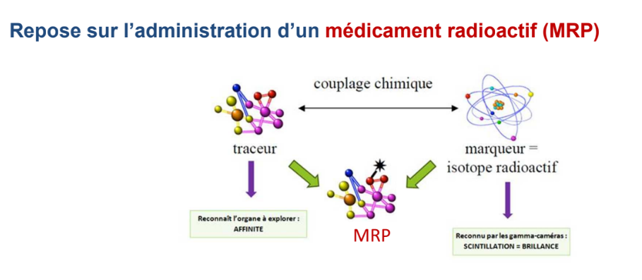 <p>On rend le patient radioactif en lui <strong>administrant un médicament radiopharmaceutique</strong> qui est composé d’une <span style="color: purple"><strong>molécule traceur/vecteur et d’un marqueur</strong></span>.</p><p>La molécule traceur permet de cibler un organe ou un processus métabolique particulier. Le marqueur correspond à un isotope radioactif qui va donc émettre des <strong>rayonnements gamma ou bêta plus</strong> détectables par la caméra.</p>