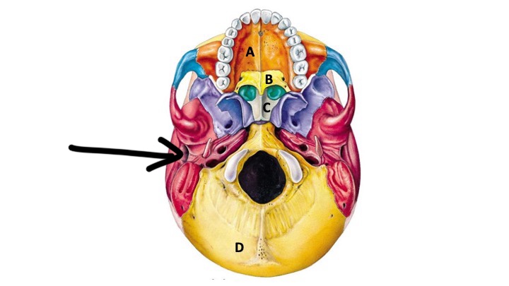 <p>What type of bone marking is this? (hint: it’s a passageway)</p>