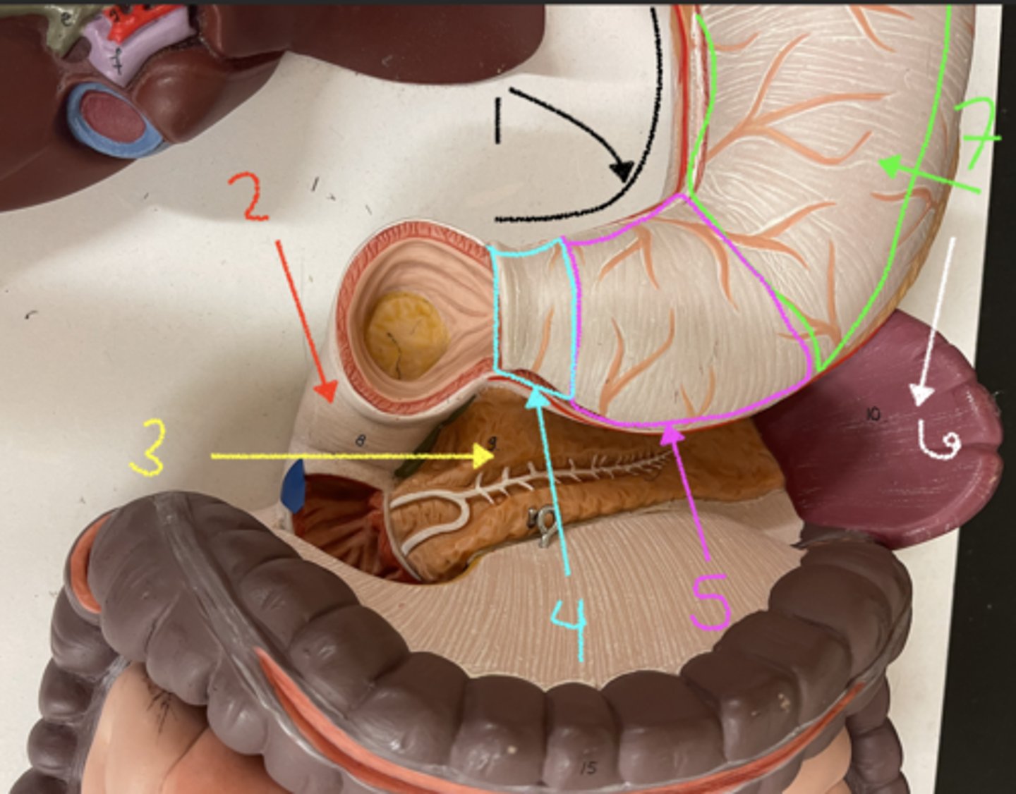 <p>what is structure 5</p>
