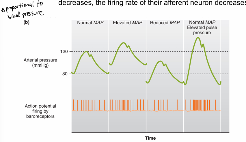 <p>definition- mechanoreceptors sensitive to changes in mean arterial pressure and pulse pressure </p><ul><li><p>when arterial pressure incr, firing rate of their afferent neuron(PNS—&gt;CNS) incr </p></li><li><p>when arterial pressure decr, firing rate of their afferent neuron decr </p></li></ul><p></p><p>baroreceptor reflex- autonomically regulates cardiac output and tpr </p><ul><li><p>these signals change ratio of activity in parasym and sym neurons of cardiovascular control centers(brainstem)</p></li><li><p>carotid sinus baroreceptor + aortic arch baroreceptor </p></li></ul><p></p>