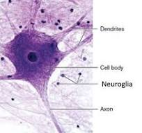 <p>excitable, allowing the propagation of electrochemical signals in the form of nerve impulses that communicate between different regions of the body</p><ul><li><p><strong>brain</strong></p></li></ul><p></p>