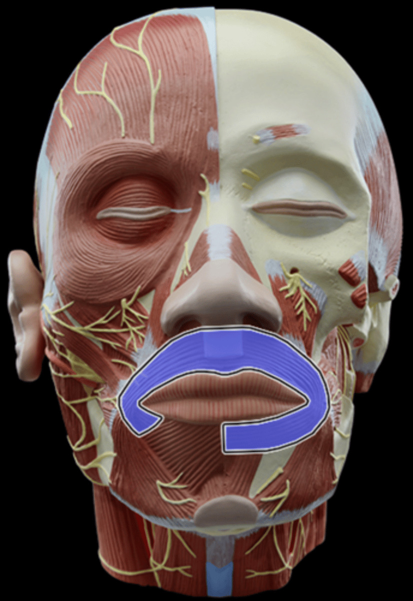 <p>What Muscle Is Highlighted?</p>