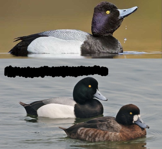 term image
