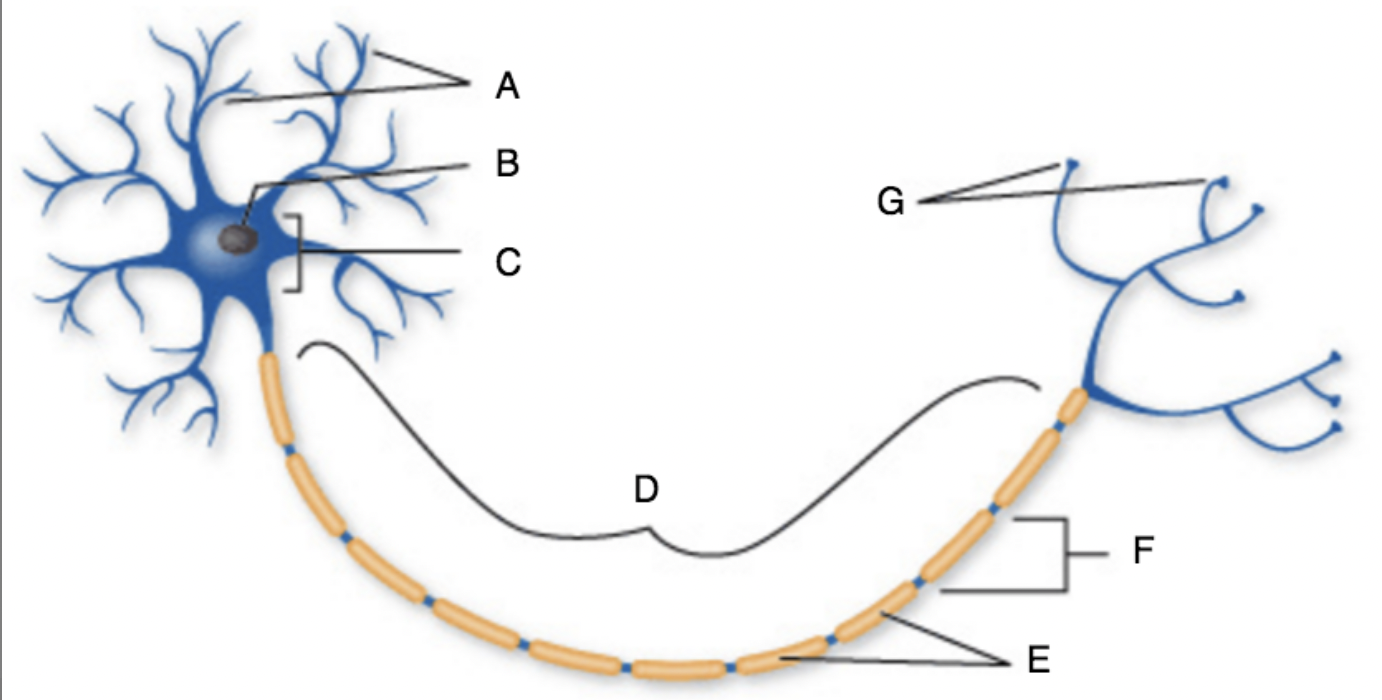 <p><span>Match each labeled to the correct part of the neuron or function of that location.&nbsp;</span></p>