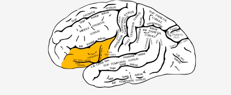 <p>where in the brain is the highlighted area?…</p>