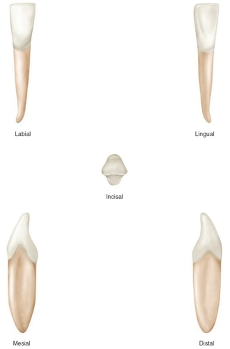 term image