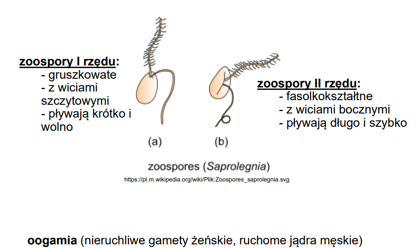 <p>-diplanetyzm - występowanie 2 typów zoospor<br>-zoospory 2-wiciowe</p><p>-zoospora I rzędu - pływka ucieczkowa (2n)<br>—ucieka od materiału macierzystego substratu<br>—traci wić<br>—zamienia się w cystę</p><p>-zoospora II rzędu - pływka poszukująca (2n)<br>—płynie w stronę większego stężenia aminokwasów/azotu/węgla<br>—może zmienić się w cystę lub kiełkować w wybranym miejscu</p>