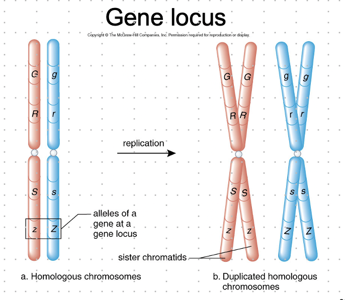 <p>-come in homologous pairs which have genes controlling the same traits. genes are located at the same point/locus on each member of the pair</p><p>-genes are sections of chromosomes</p>