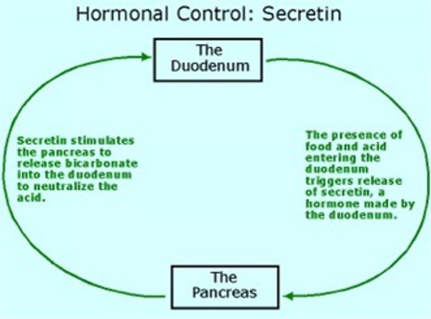 <p>A hormone secreted by the small intestine (duodenum) in response to low pH (e.g., from stomach acid). It promotes the release of bicarbonate from the pancreas to act as a buffer.</p>