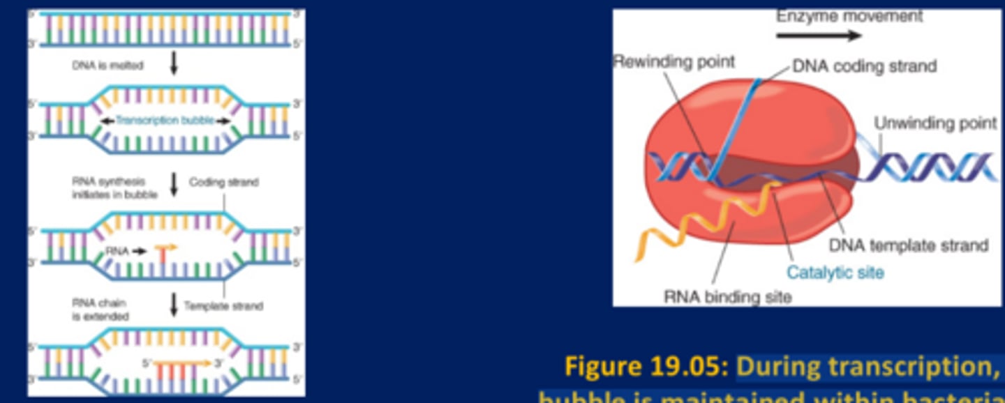 <p>Transcription occurs by base pairing in a "bubble" of unpaired DNA</p><p>-RNA polymerase separates the two strands of DNA in a transient bubble and uses one strand that runs 3′ to 5′ as a template to direct synthesis of a complementary sequence of RNA running 5′ to 3′</p><p>-The length of the bubble is ~12 to 14 bp, and the length of RNA-DNA hybrid within it is ~8 to 9 bp</p><p>-DNA strands separate to form a transcription bubble. RNA is synthesized by complementary base pairing with one of the DNA strands</p><p>-During transcription, the bubble is maintained within bacterial RNA polymerase, which unwinds and rewinds DNA and synthesizes RNA</p>