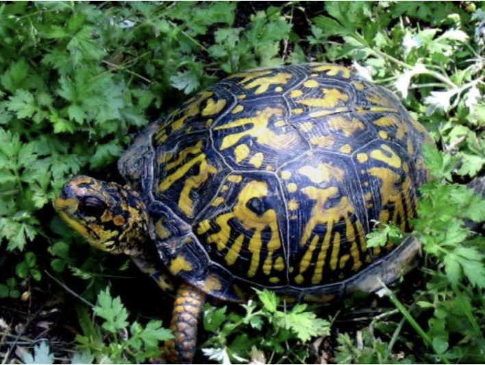 <p>Terrapene carolina<br>Eastern box turtle<br>Emydidae</p>