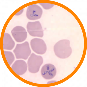 <p>What is this?</p>