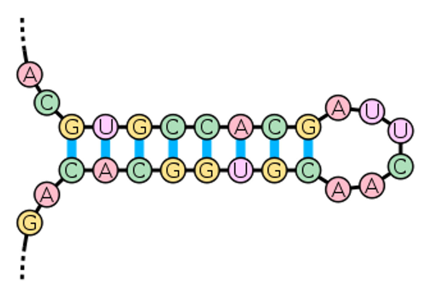 <p>- type of secondary structure</p><p>- forms when sequences of nucleotides on the same strand are inverted</p><p>- has a region of pairs bases(the stem) and intervening unpairs bases(a loop)</p>