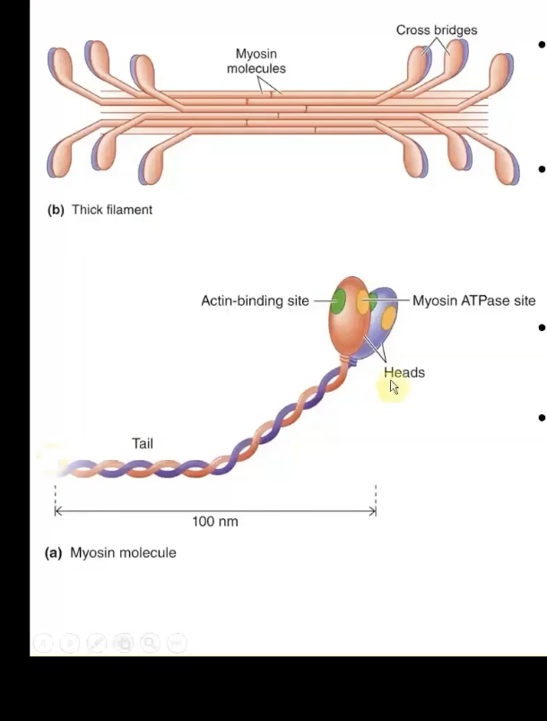 <p>contains many myosin molecules packed together</p><p>-Myosin has 2 identical subunits shaped like golf clubs</p>