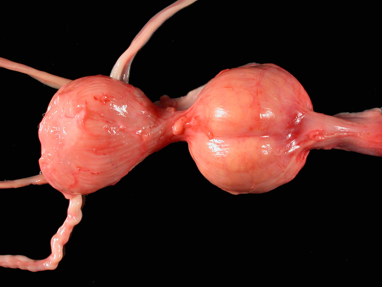 <p>What organ is this? Give a morphological description, morphological diagnosis.</p>