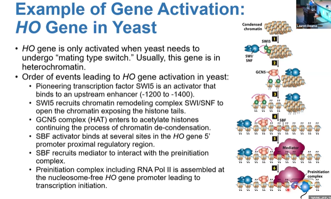<p>starts as heterochromatin, is activated to beads on a string</p>