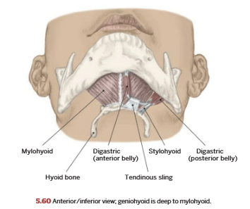 <p>Suprahyoids</p>