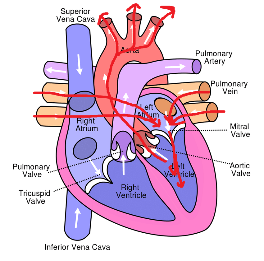 <p>Oxygenated blood from the lungs enters the left atrium through the pulmonary veins, then it is pumped into the left ventricle (passing through the mitral valve) and leaves to be distributed through the aorta (passing the semilunar aortic valve) to the body's tissues.</p>
