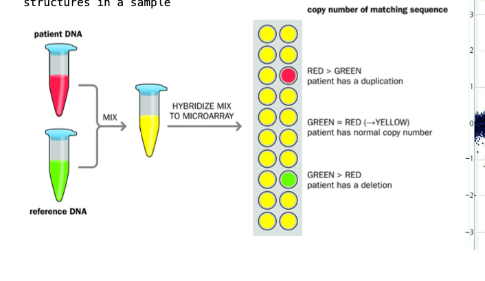 <p>Reference DNA sample + test patient - labelled with different fluorophores </p><p>Fragmented using restriction endonucleases </p><p>-Denatured - made single stranded </p><p></p><p>Mixed in equal genomic amount + ALLOWED TO HYBRIDISE to the microarray containing KNOWN GENOMIC SEQUENCES  (probe spot)</p><p>reference dna and the patient dna <strong>COMPETE FOR each probe spot </strong></p><p></p><p>Reference = green, tested patients dna = red </p><p></p><p><strong>Colour of the cell of the array AFTER hybridisation - measure of the relative amounts of the dna in each spot of the array </strong></p><p>Yellow = even mix of the 2 - 2 normal copies of DNA in the sequence  (green and red makes yellow)</p><p>Red = duplication - gain of genetic material e.g. 3 copies of a chromosome </p><p>green = deletion - loss of genetic material (the reference dna dominates) e.g. 1 copy of a chromosome </p><p></p><p>TESTING FOR GENETIC DISORDER, COPY NUMBER VARIATION, CANCER DIAGNOSTICS </p><p></p>