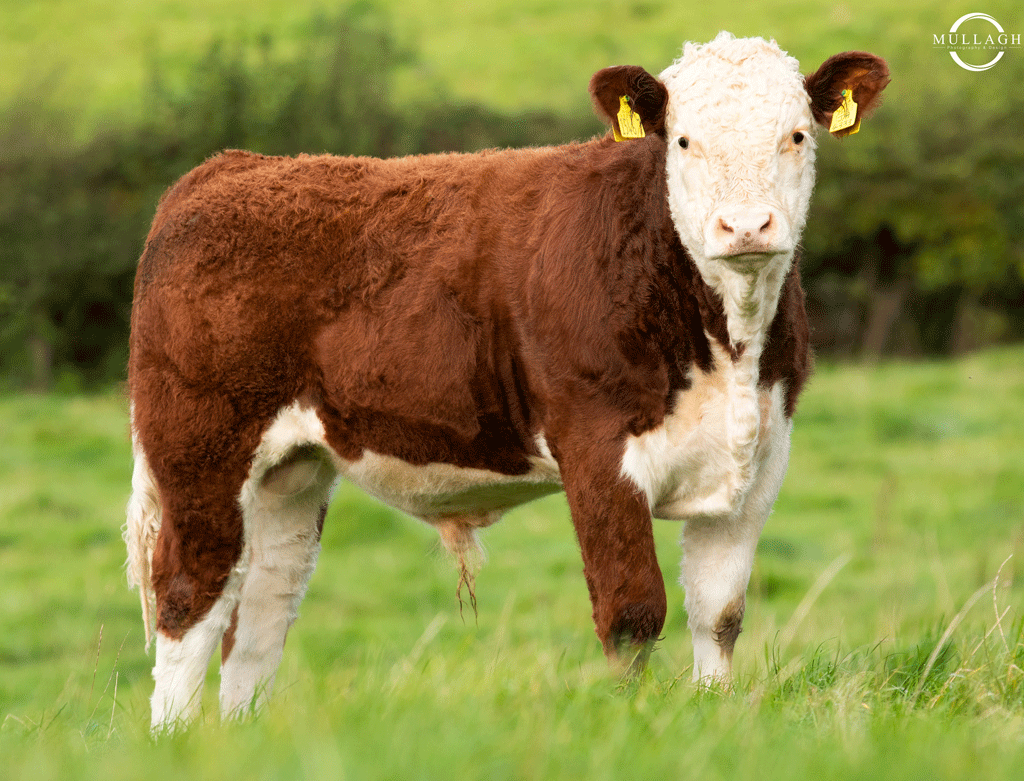 <ul><li><p>muscular</p></li><li><p>polled or horned</p></li><li><p>red body with white head and belly</p></li></ul><p></p>