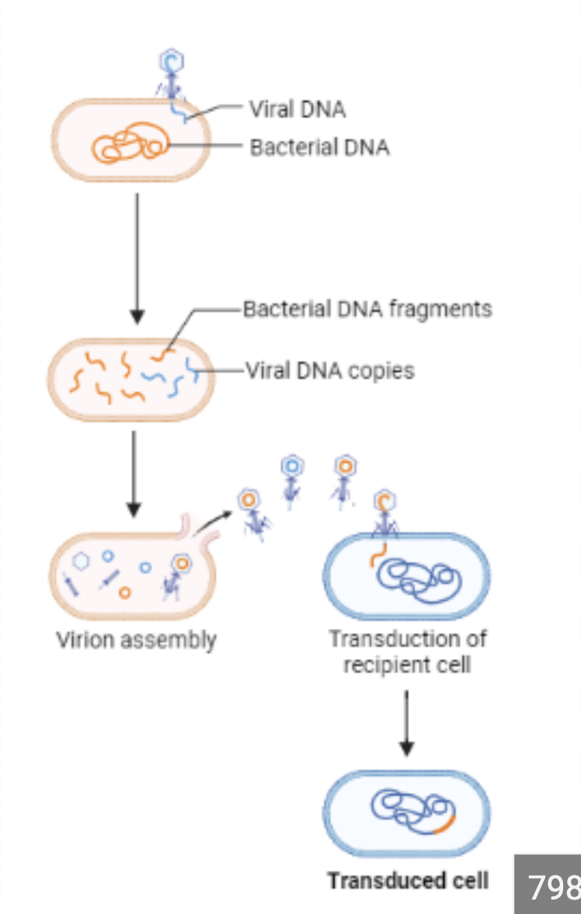 <p>When viruses pick up DNA from on prokaryotic cell and transfer it to another cell </p>