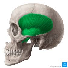 <p>thick broad fan shape that fills temporal cavity [strongest mastication m. , close and move mandible side to side] <em>Origin: temporal foss, Insertion: superior mandable(anterior of coronoid process)</em></p>