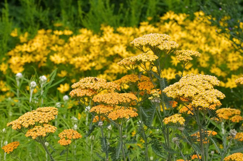 <p>A clump-forming perennial with feathery foliage and flat-topped clusters of flowers in many colors from summer to fall.</p><p>-many new cultivars dont self seed</p><p>-grow in dense colonies</p><p>-rhizome root system</p><p>-morphological - flat top cluster - corymb</p><p>-stalks have various lengths -long and thn short towards top of stem</p>
