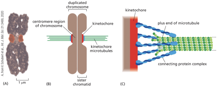 <p>prophase</p>