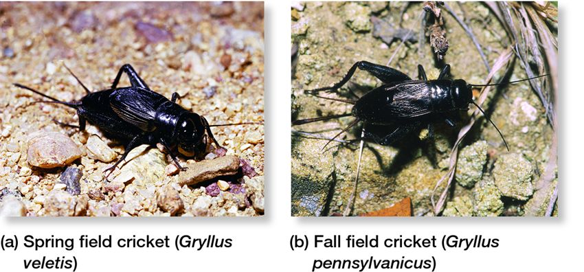 <p>time of year of breeding (prezygotic)</p>