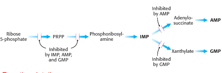 <p>Regulation of de novo Purine synthesis</p>