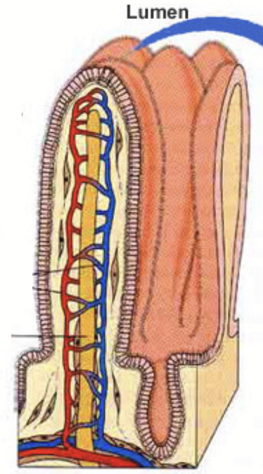 <p>Indentations on the Kerckring folds in the small intestine that resemble little fingers. Have different types of cells involved in the absorption of different types of nutrients.</p>
