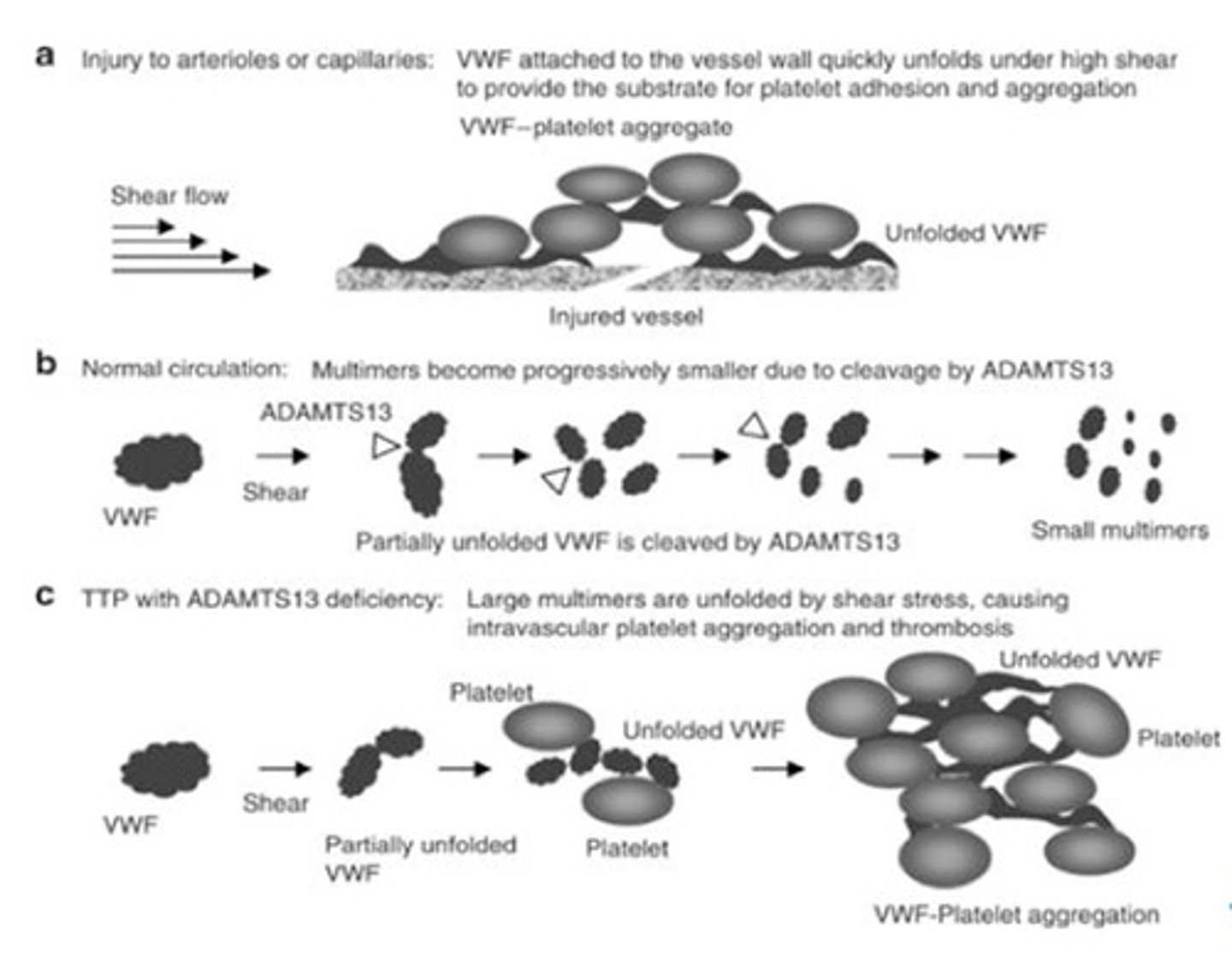 <p>A deficiency of the von Willebrand factor-cleaving protease known as ADAMTS-13.</p>