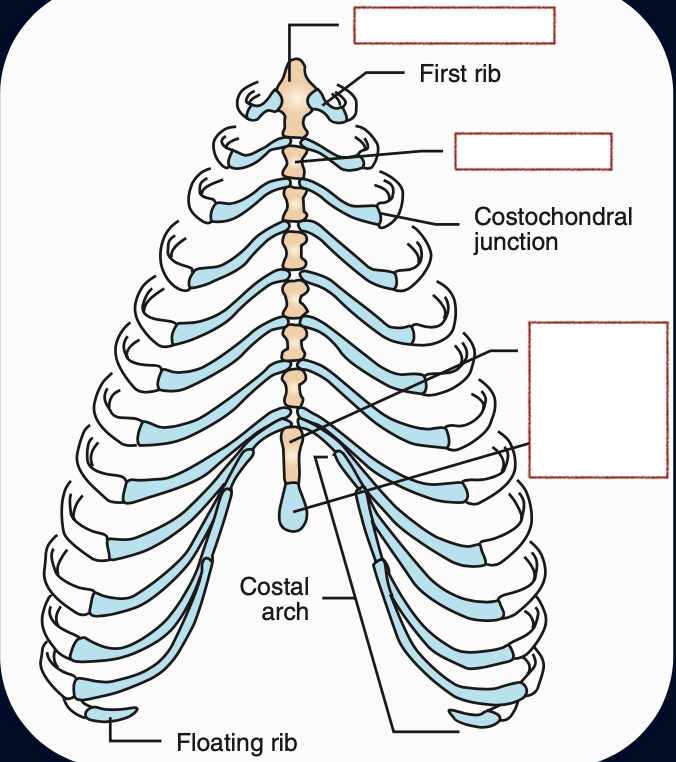 <p>Costal cartilage</p><p>Costochondral junction</p><p>Head</p><p>Manubrium </p><p>Xyphoid</p><p>Sternebrea</p>