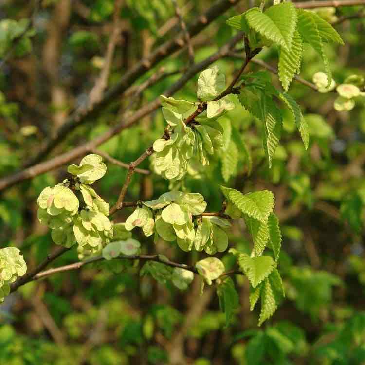 <p>Ulmus minor</p>