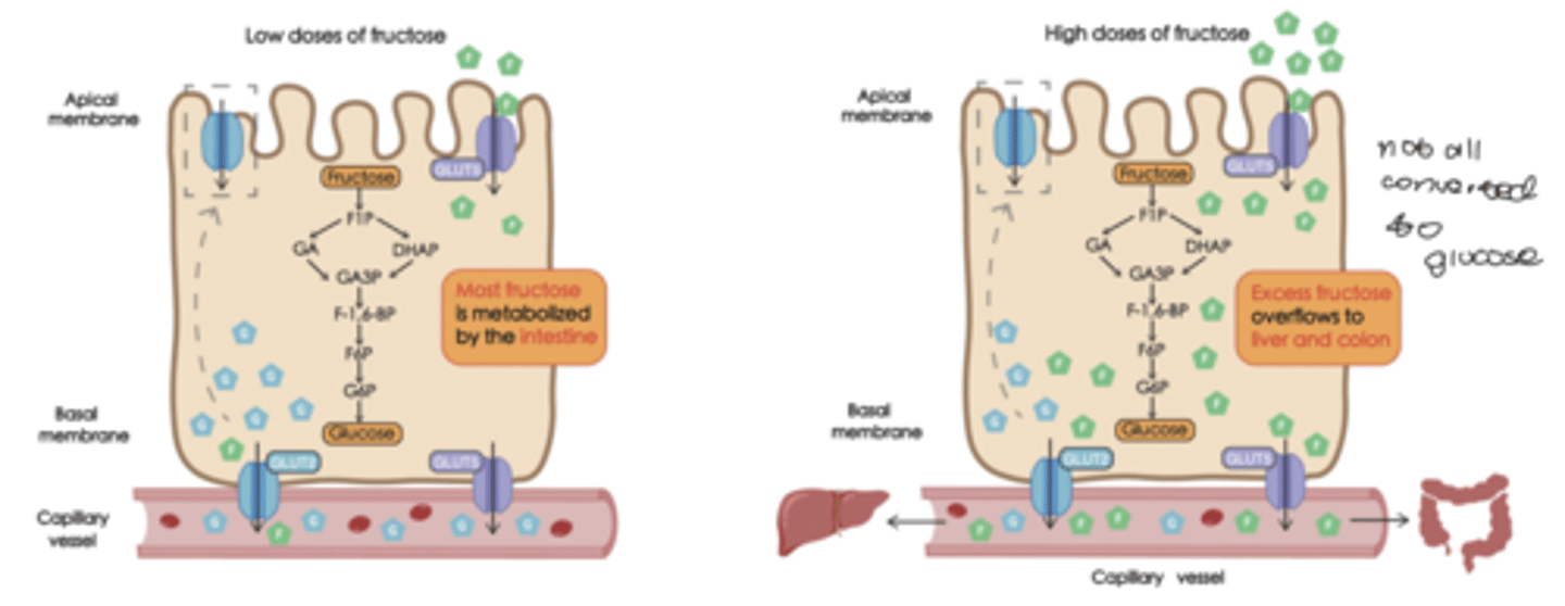 <p>fructokinase</p><p>-adds a phosphate in the liver</p><p>*most fructose is being converted to glucose in the intestines</p><p>-hardly see any fructose coming out of liver in systemic circulation</p><p>PROBLEM IS WITH EXCESS DOSES</p><p>-the liver will not convert all of it to glucose</p><p>-more fructose</p><p>LIVER</p><p>fructose</p><p>fructose-6-P</p><p>glyceraldehyde + dihydroxyacetone phosphate</p><p>glyceraldehyde-3-phosphate</p><p>*bypasses PFK-1 but can eventually feed into the glycolysis pathwat</p>