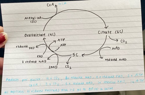 the introduction of acetyl CoA into a cycle of oxidation-reduction reactions that yield some ATP & a large quantity of reduced NAD & FAD. in mitochondrial matrix.

Acetyl CoA combines with a 4-carbon molecule (oxaloacetate) to form a 6-carbon molecule (citrate). CoA returns to LR.
the 6C citrate molecule is decarboxylated & oxidised to a 5C molecule.
the hydrogen is used to produce reduced NAD from NAD.
the 5C molecule is then decarboxylated & oxidised to regenerate the 4C molecule oxaloacetate.
the hydrogen is used to produce 1 reduced FAD & 2 reduced NAD.
ADP is converted to ATP by substrate-level phosphorylation (phosphate directly transferred from 1 molecule to another).