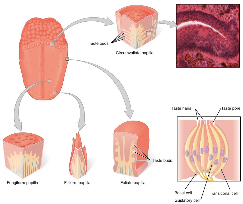 <p>Circumvallate papillae</p>