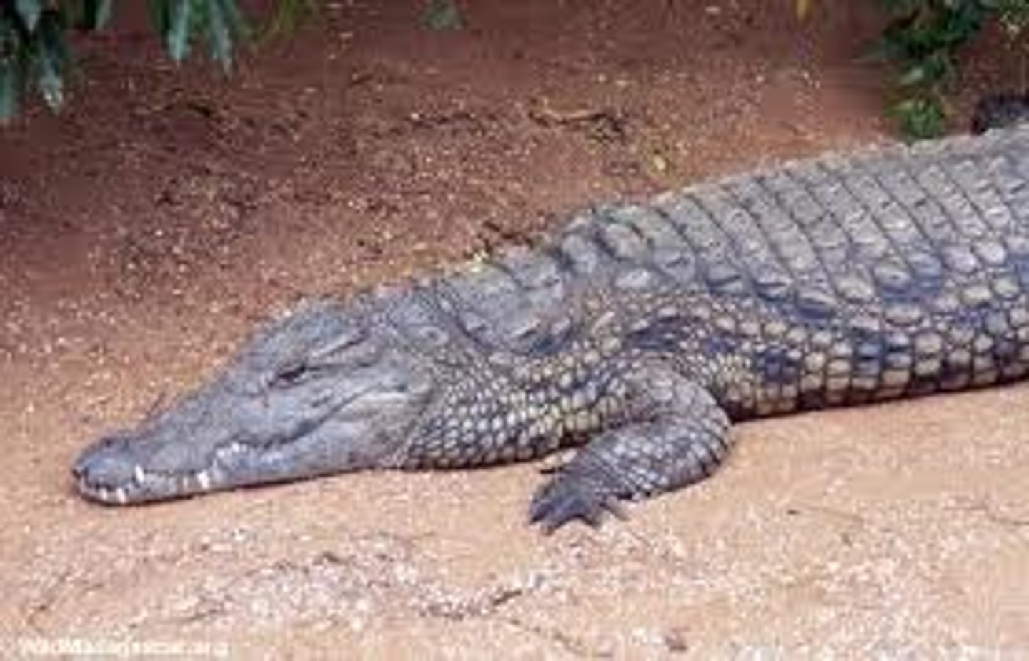 <p>(Crocodylus niloticus)</p>