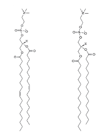 <p>Type of lipid that forms cell membranes.</p>