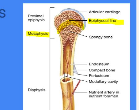 <p>Found in : <strong>Metaphysis </strong>( <mark data-color="#f0c4f2" style="background-color: rgb(240, 196, 242); color: inherit;">middle)</mark></p><p>where the final fuse of bone grown</p><ul><li><p>growth plate&nbsp;</p></li></ul><p></p>