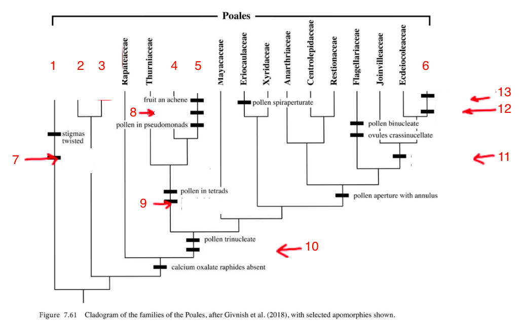 <p>Important familes + apomorphies of Poales</p>