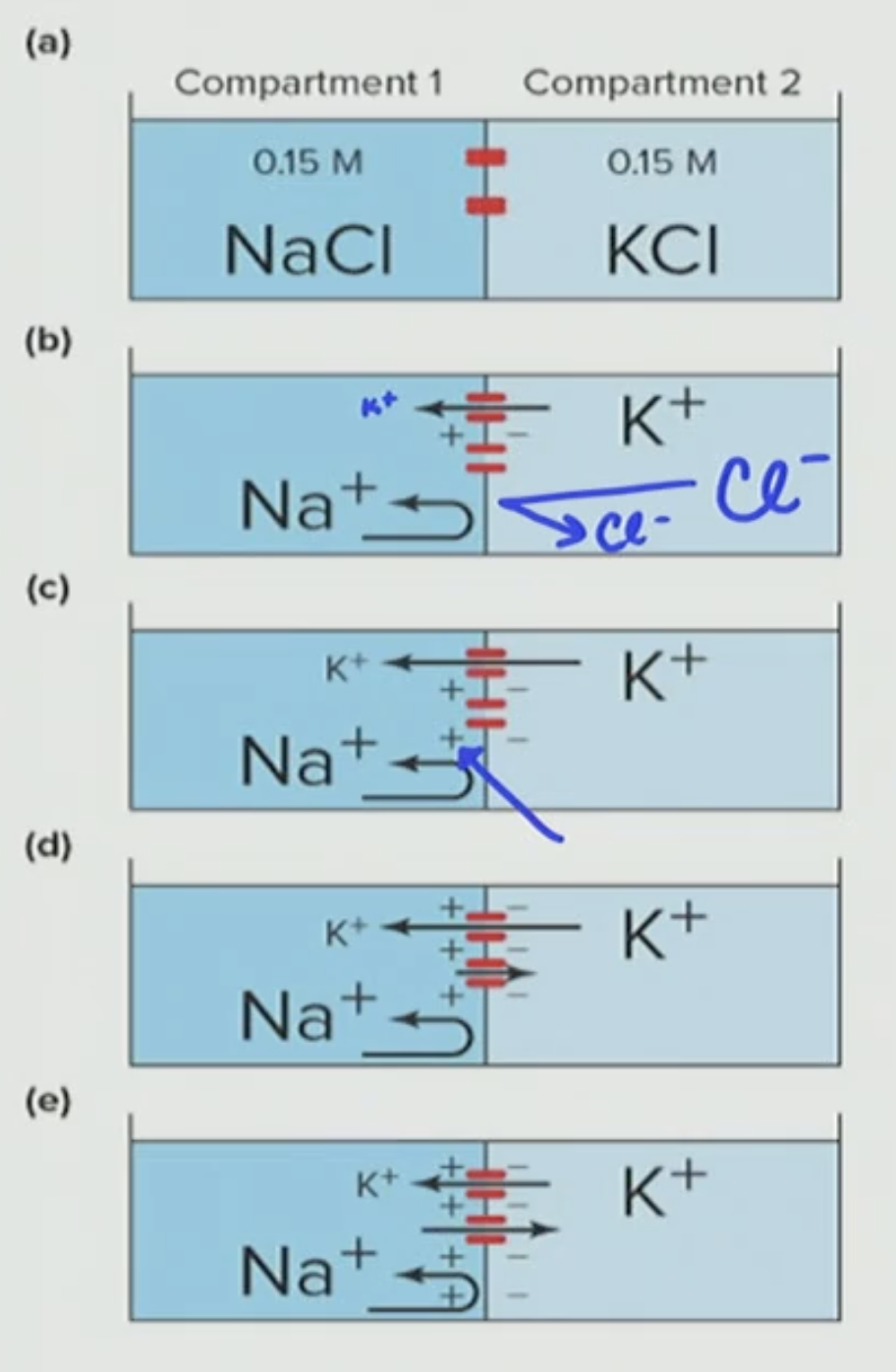 <p>Explain this Concentration Gradient</p>