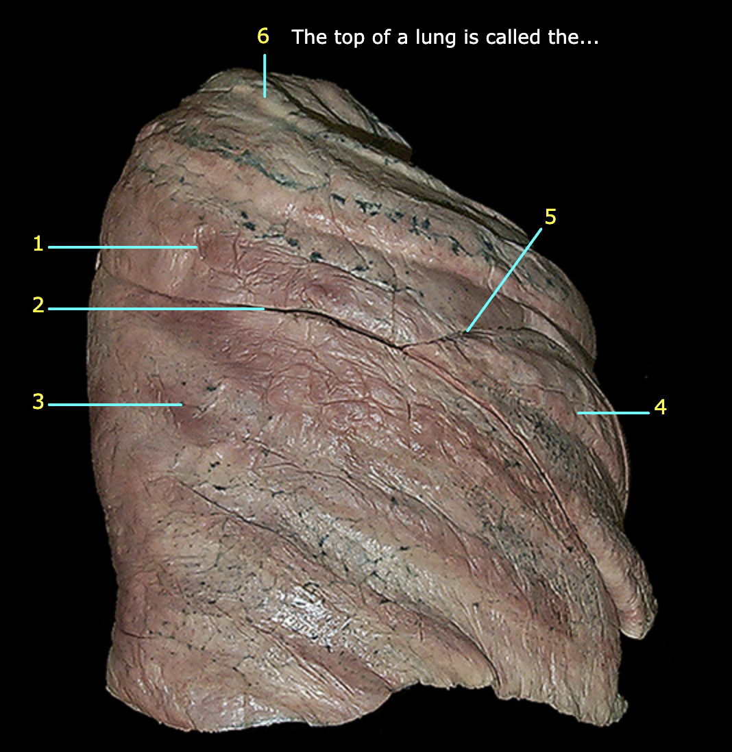 <p>What structure is labeled 2?</p>