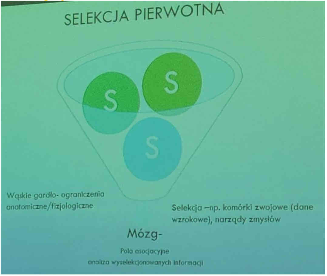 <p>Bodźce wzrokowe - selekcja na siatkówce, komórki zwojowe (hierarchizacja w przetwarzaniu -&gt; pola asocjacyjne)</p><p>S - bodźce</p>