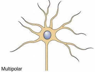 <p>many dendrites; single axon (most neurons are this type)</p>