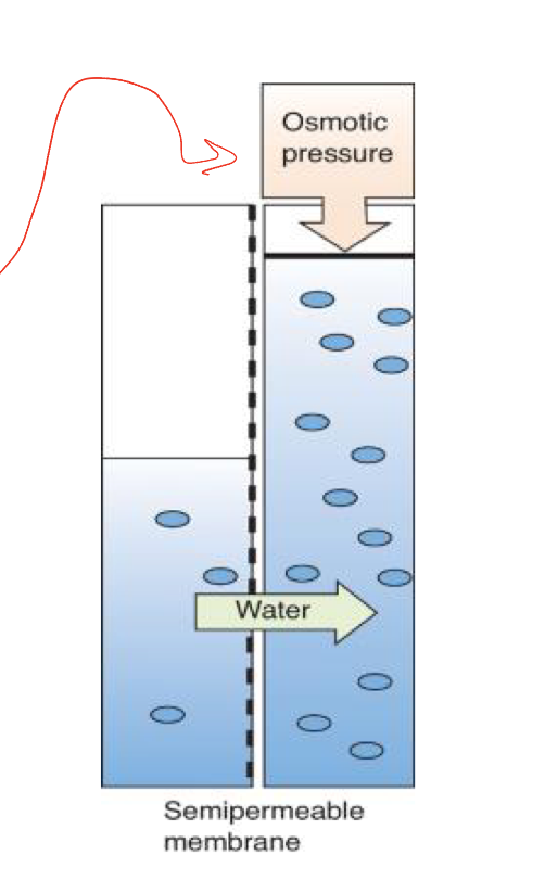 <p>force that builds up as a counter pressure to the flow of water in osmosis, the build-up of fluid creates hydrostatic pressure to oppose further movement</p>