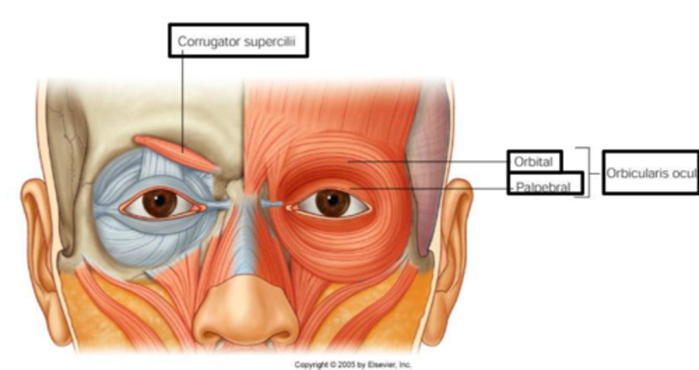 <p>Insert into skin, not bone; important for nonverbal communication; all innervated by cranial nerve VII (facial nerve)</p>